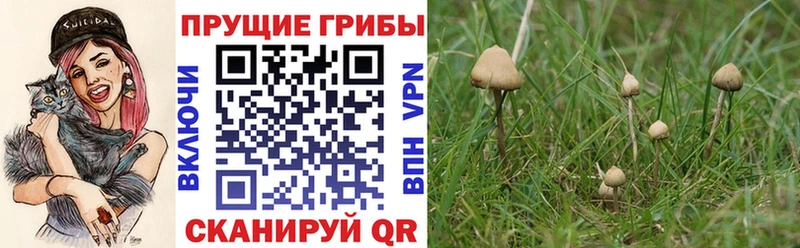Псилоцибиновые грибы Cubensis дарнет шоп Сим